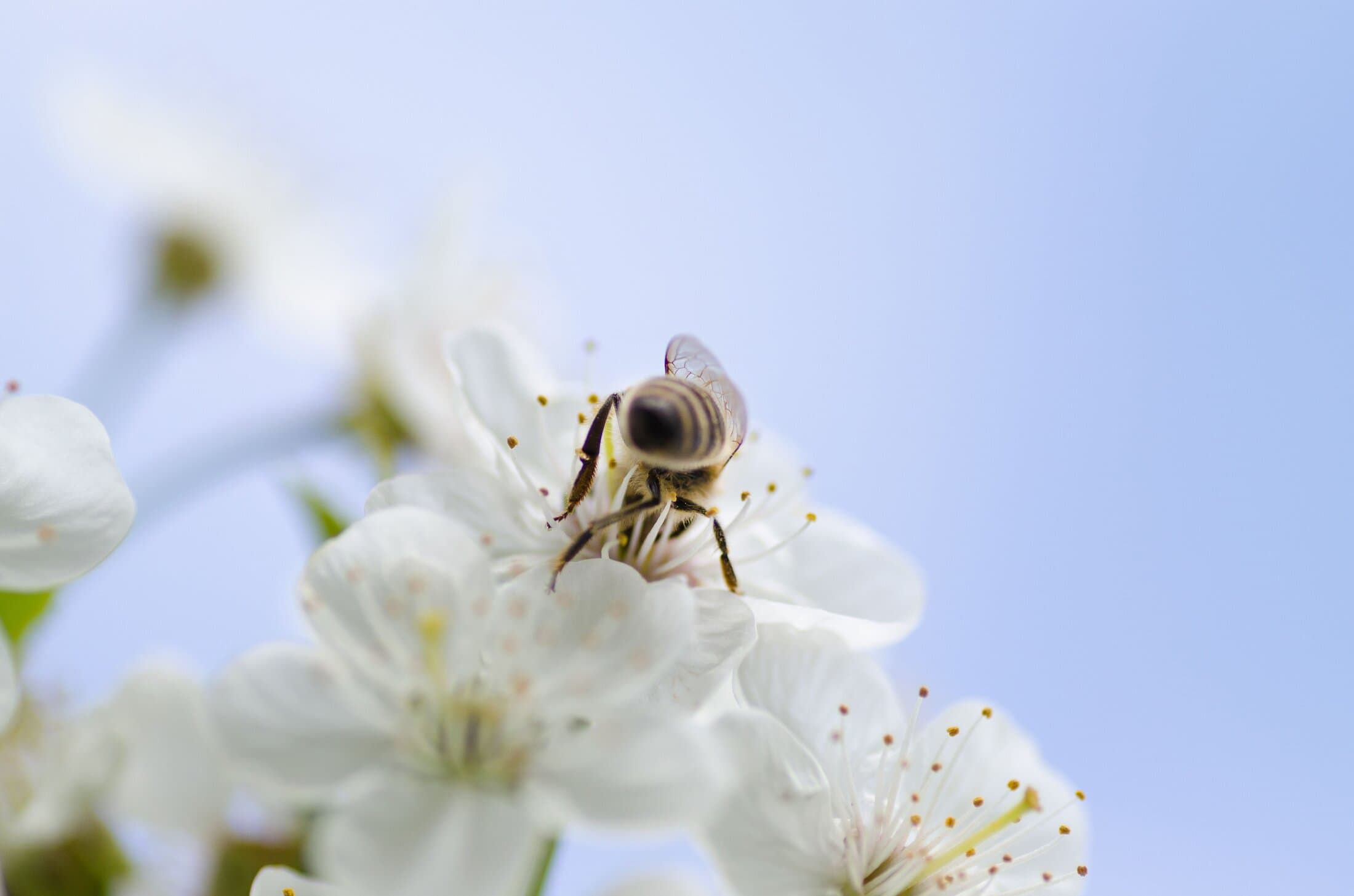 A honeybee foraging on a flower in a Chipinge apiary