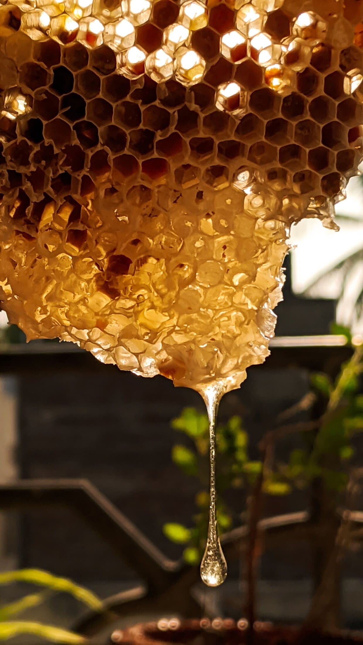 A close-up of honeycomb