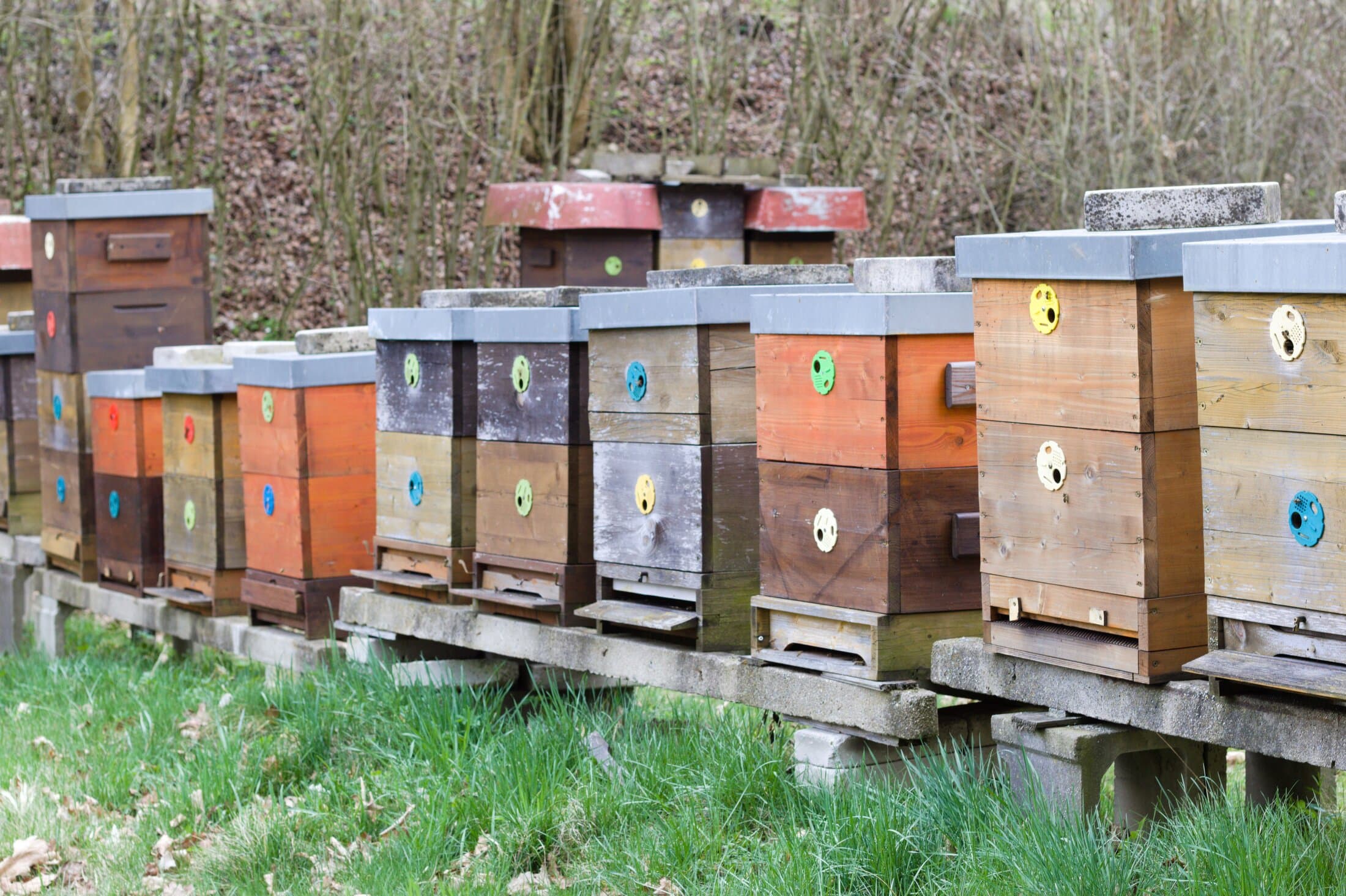 A row of different beehive designs in a grassy field