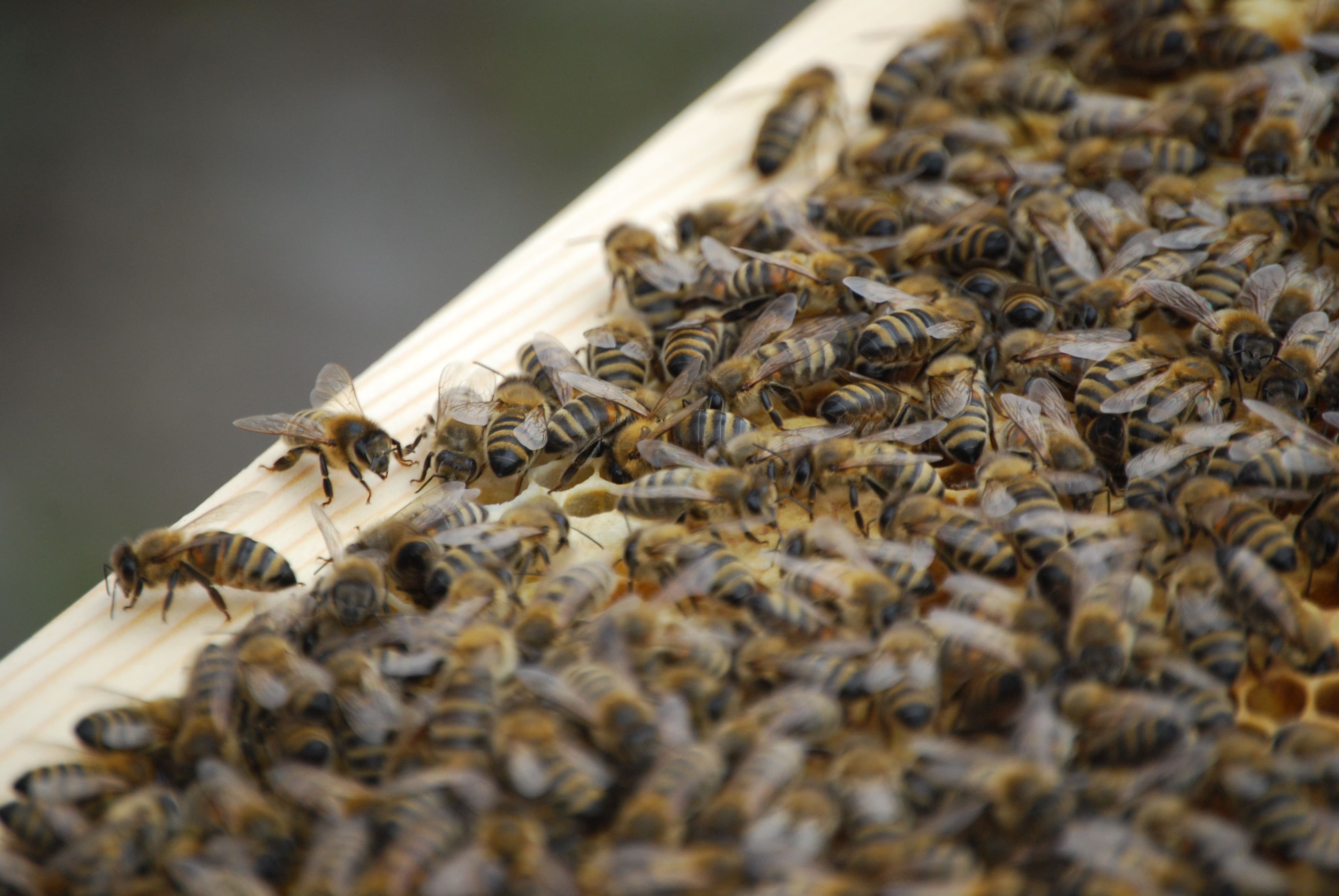 Close-up of a brood comb showing bee brood β capped cells and pupae at various stages